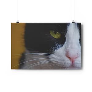 Art Print van kat