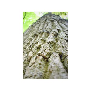 Nature texture poster tree photo