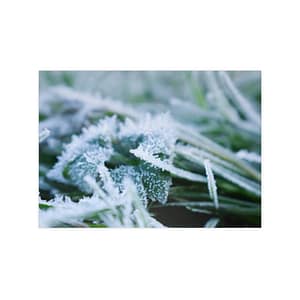 Grass texture poster winter